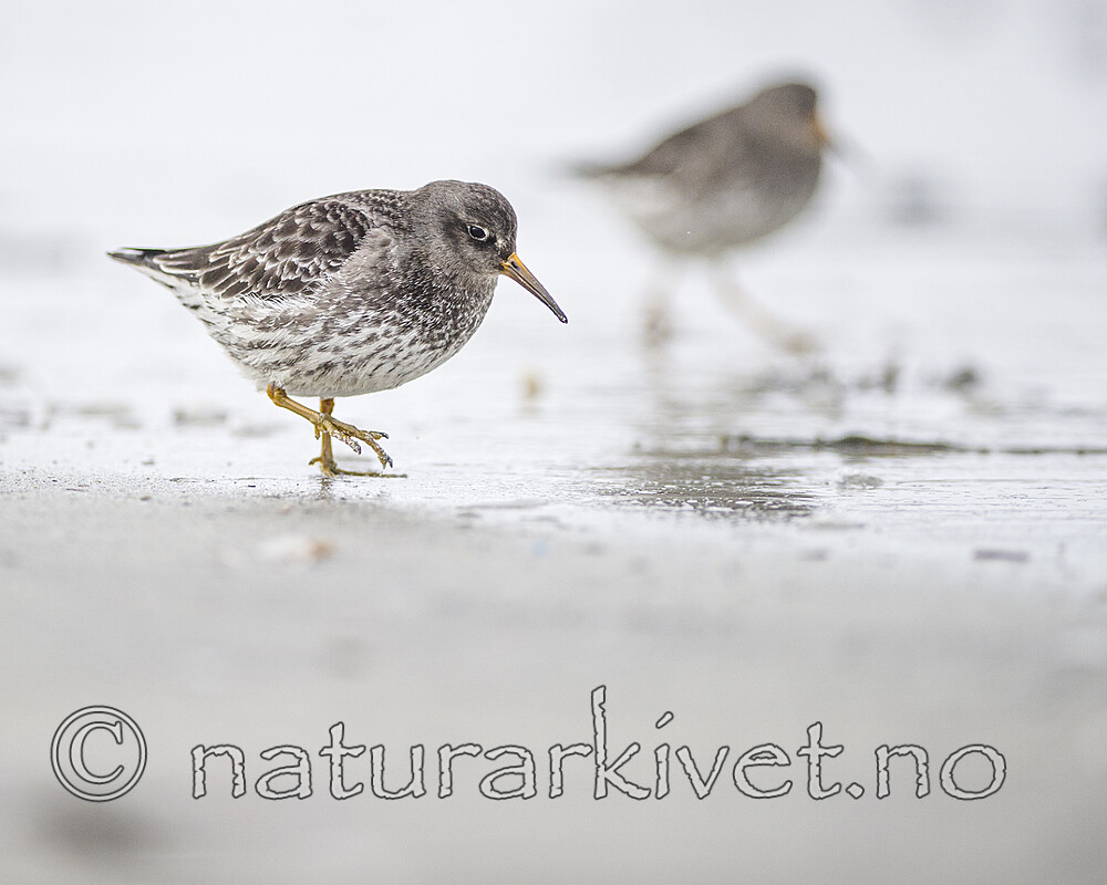 BB 13 0637 / Calidris maritima / Fjæreplytt