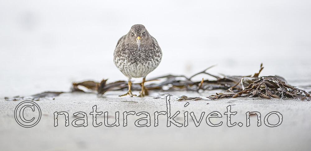 BB 13 0639 / Calidris maritima / Fjæreplytt