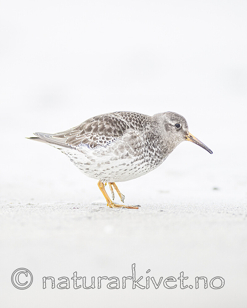 BB 13 0640 / Calidris maritima / Fjæreplytt