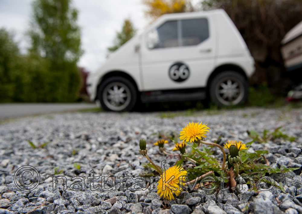 BB 14 0002 / Taraxacum officinale <br /> Taraxacum officinale