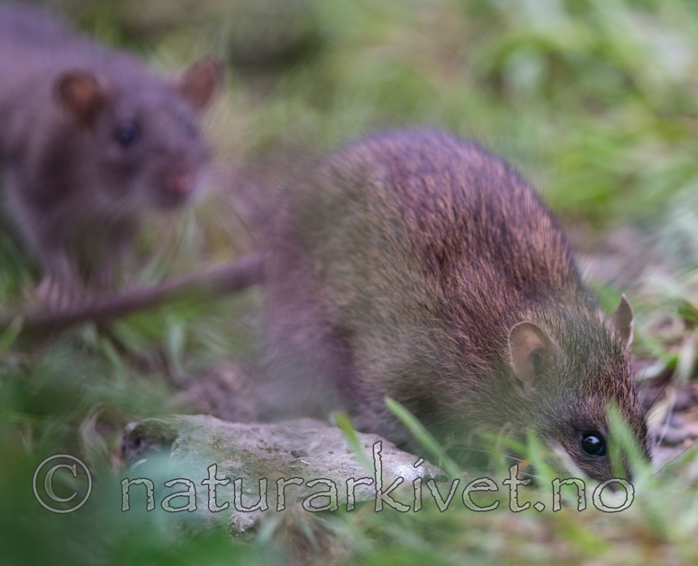 BB 14 0048 / Rattus norvegicus / Brunrotte