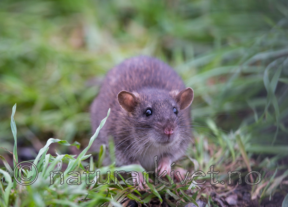BB 14 0050 / Rattus norvegicus / Brunrotte