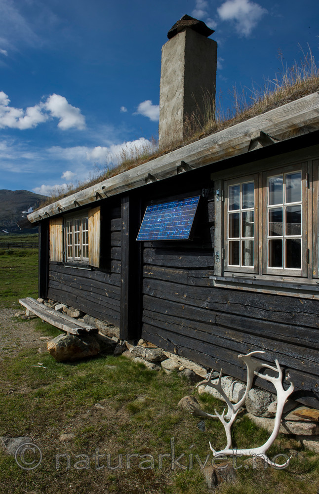 BB 14 0052 / Rangifer tarandus / Rein <br /> Rangifer tarandus tarandus / Fjellrein