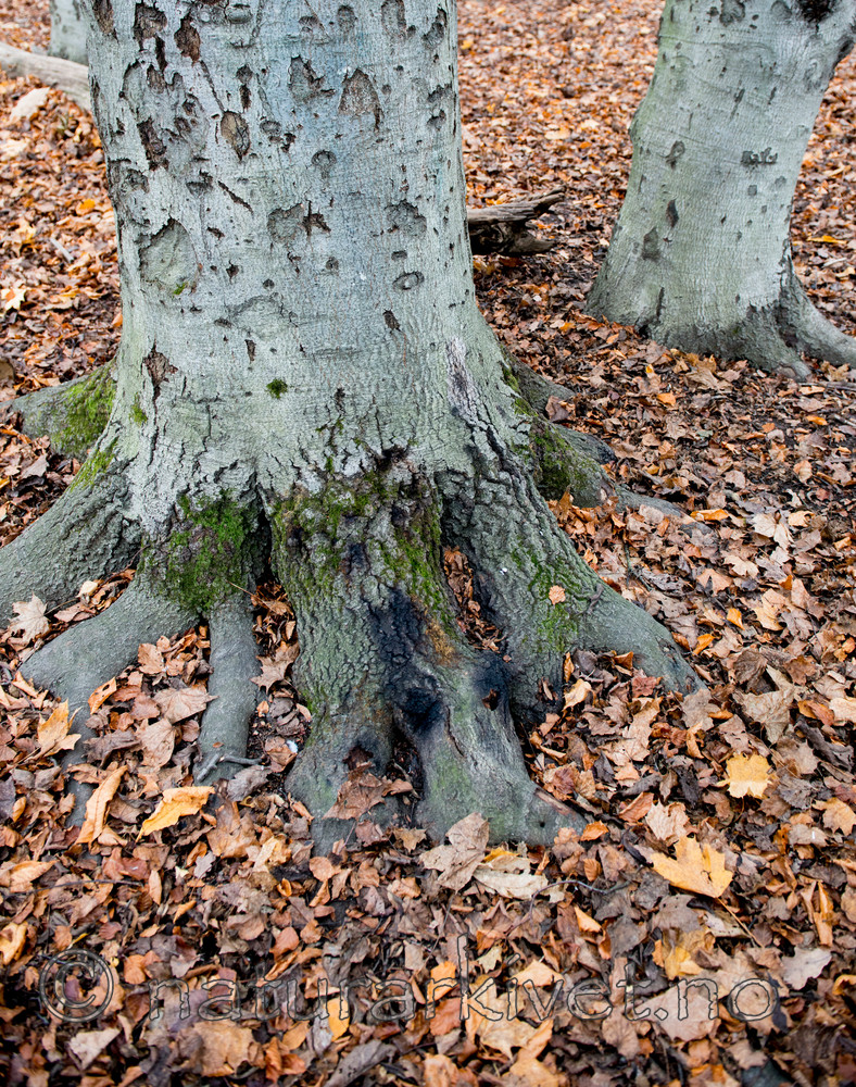 BB 14 0058 / Fagus sylvatica / Bøk