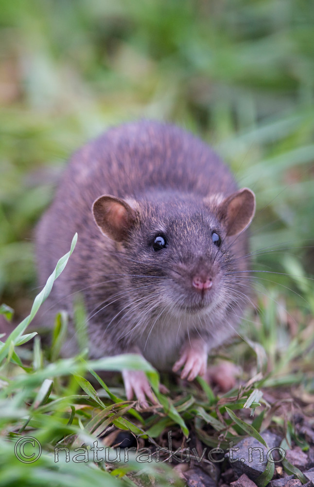 BB 14 0059 / Rattus norvegicus / Brunrotte