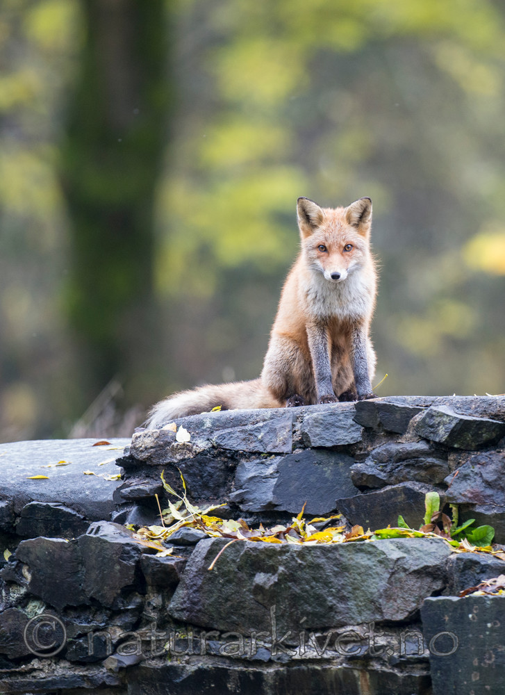 BB 14 0064 / Vulpes vulpes / Rødrev
