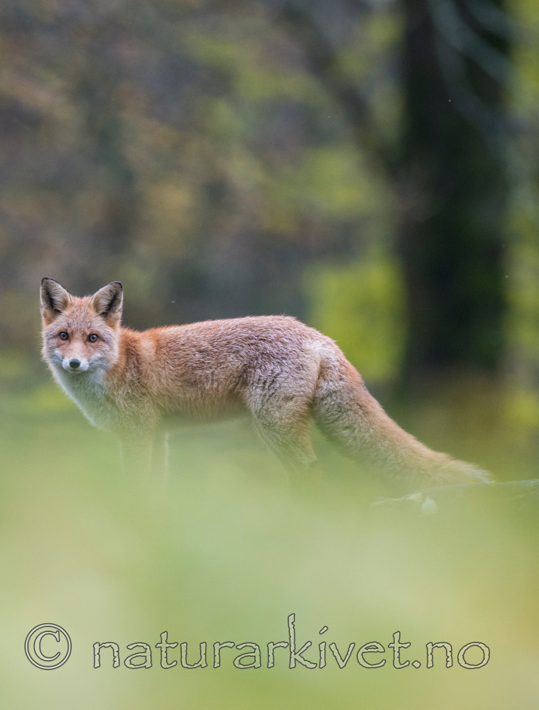 BB 14 0065 / Vulpes vulpes / Rødrev