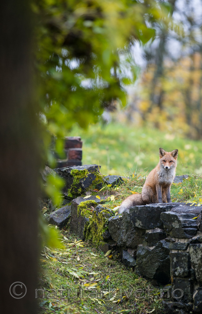 BB 14 0066 / Vulpes vulpes / Rødrev