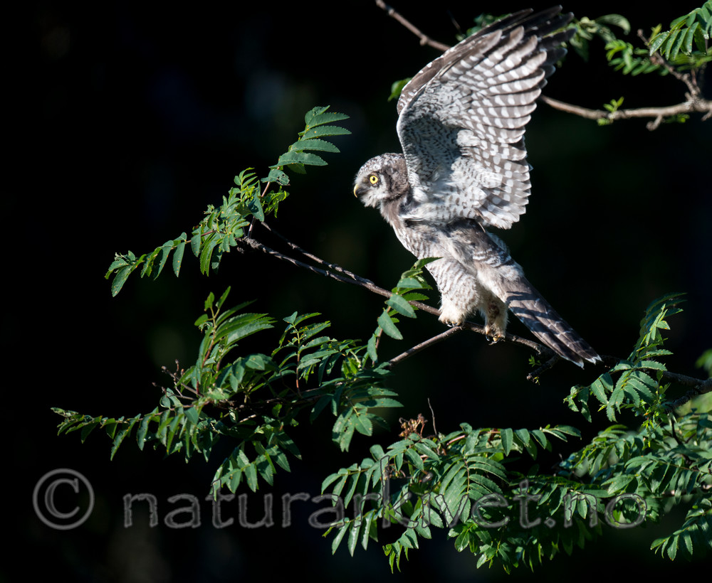 BB 14 0067 / Sorbus aucuparia / Rogn <br /> Surnia ulula / Haukugle