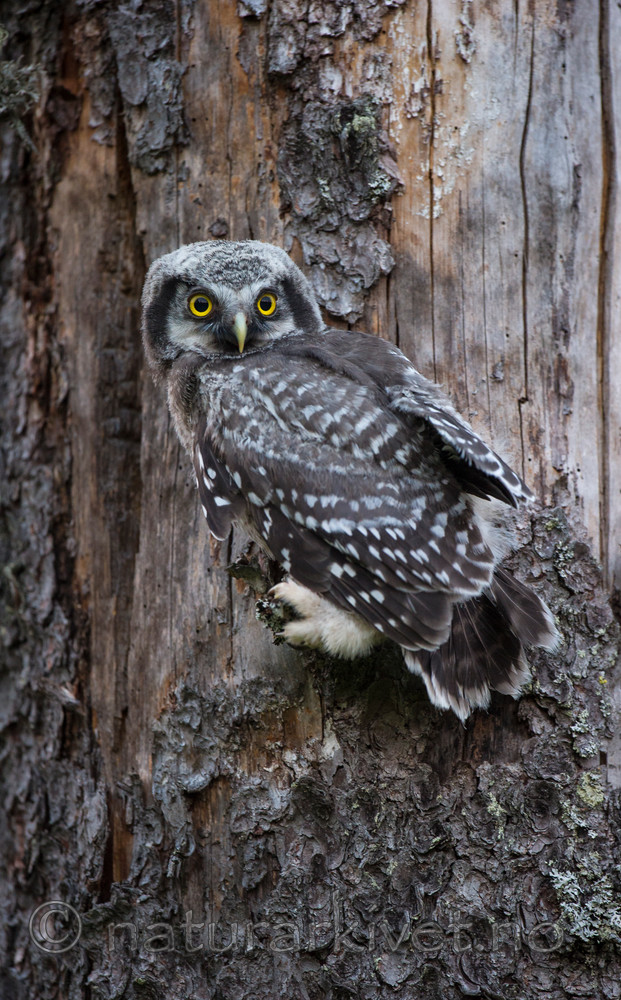 BB 14 0084 / Surnia ulula / Haukugle