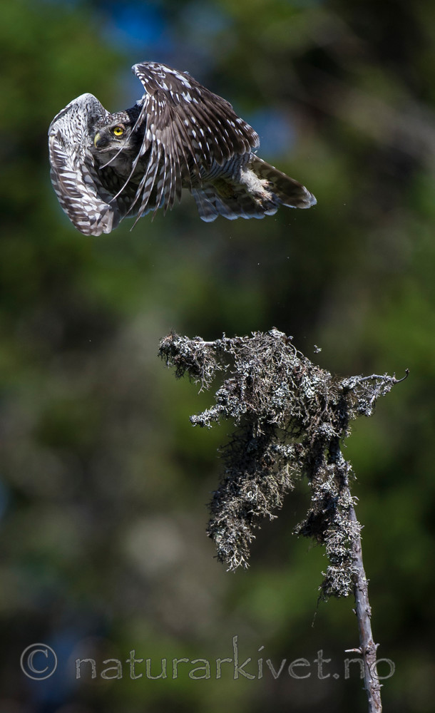 BB 14 0085 / Surnia ulula / Haukugle