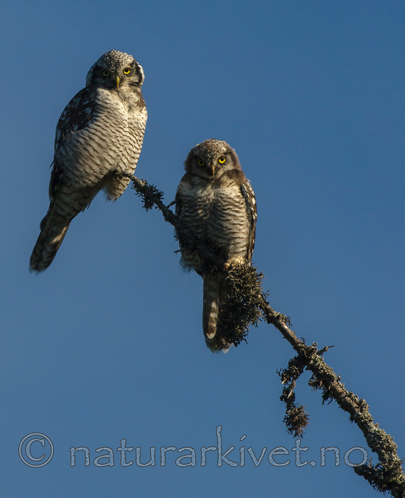 BB 14 0086 / Surnia ulula / Haukugle