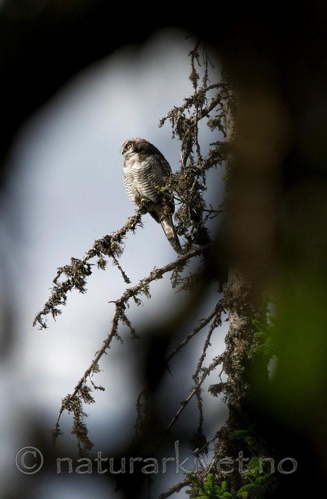 BB 14 0087 / Surnia ulula / Haukugle