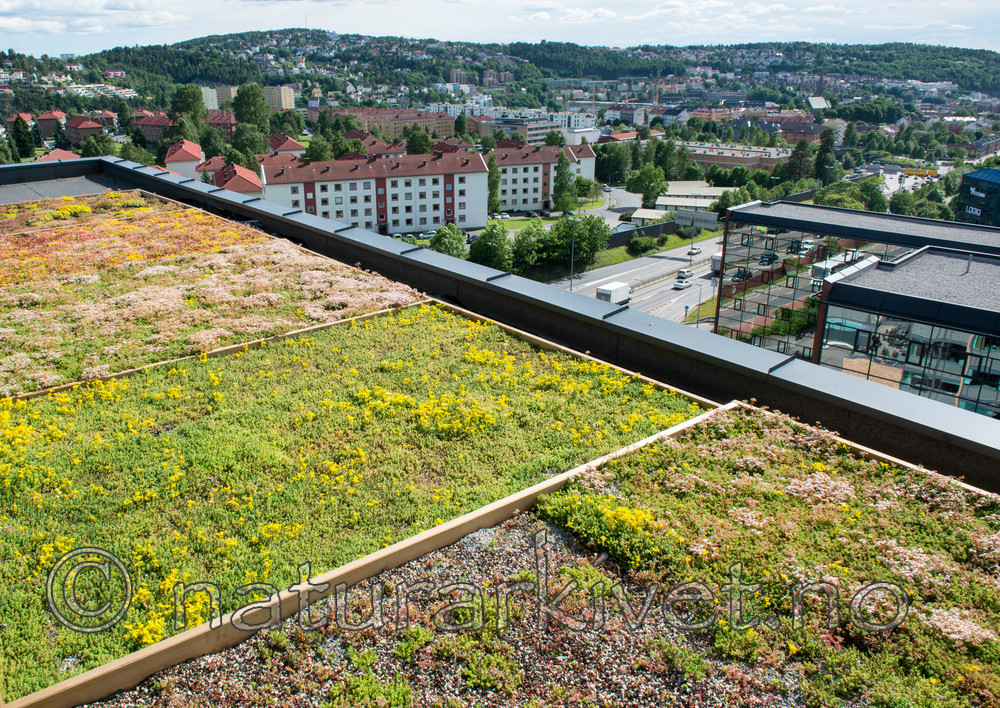 BB 14 0090 / Sedum acre / Bitterbergknapp