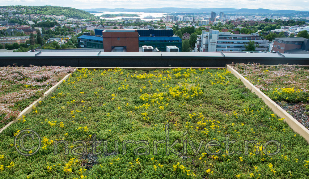 BB 14 0092 / Sedum acre / Bitterbergknapp