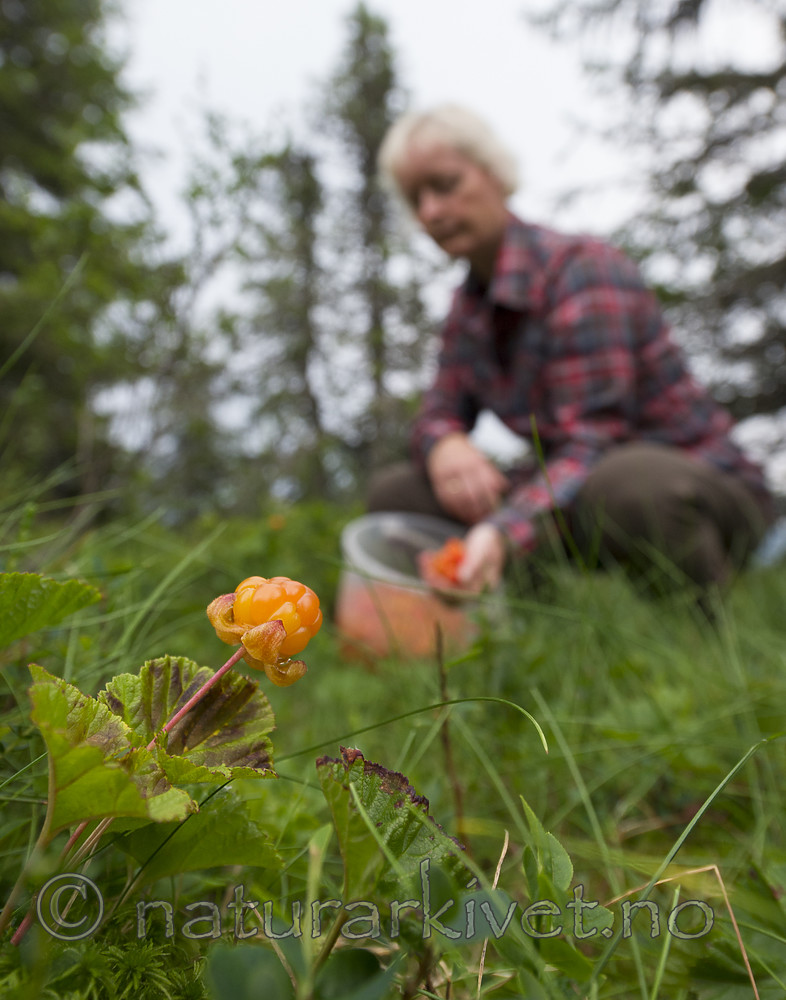 BB 14 0097 / Rubus chamaemorus / Molte