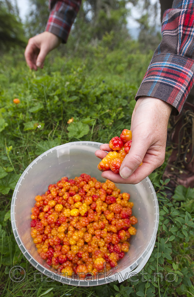 BB 14 0098 / Rubus chamaemorus / Molte