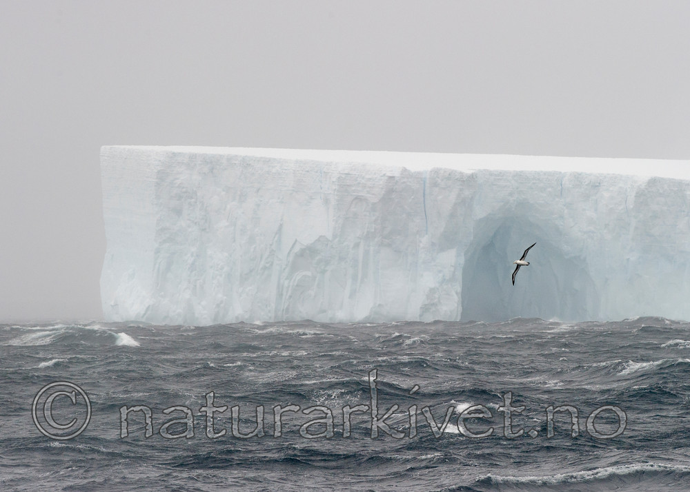 BB 14 0103 / Thalassarche melanophris / Svartbrynalbatross