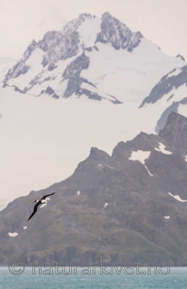 BB 14 0114 / Thalassarche melanophris / Svartbrynalbatross