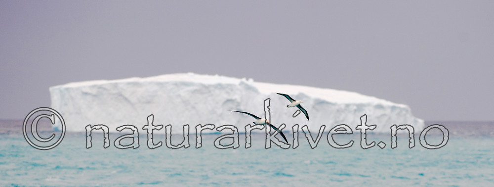 BB 14 0137 / Thalassarche melanophris / Svartbrynalbatross