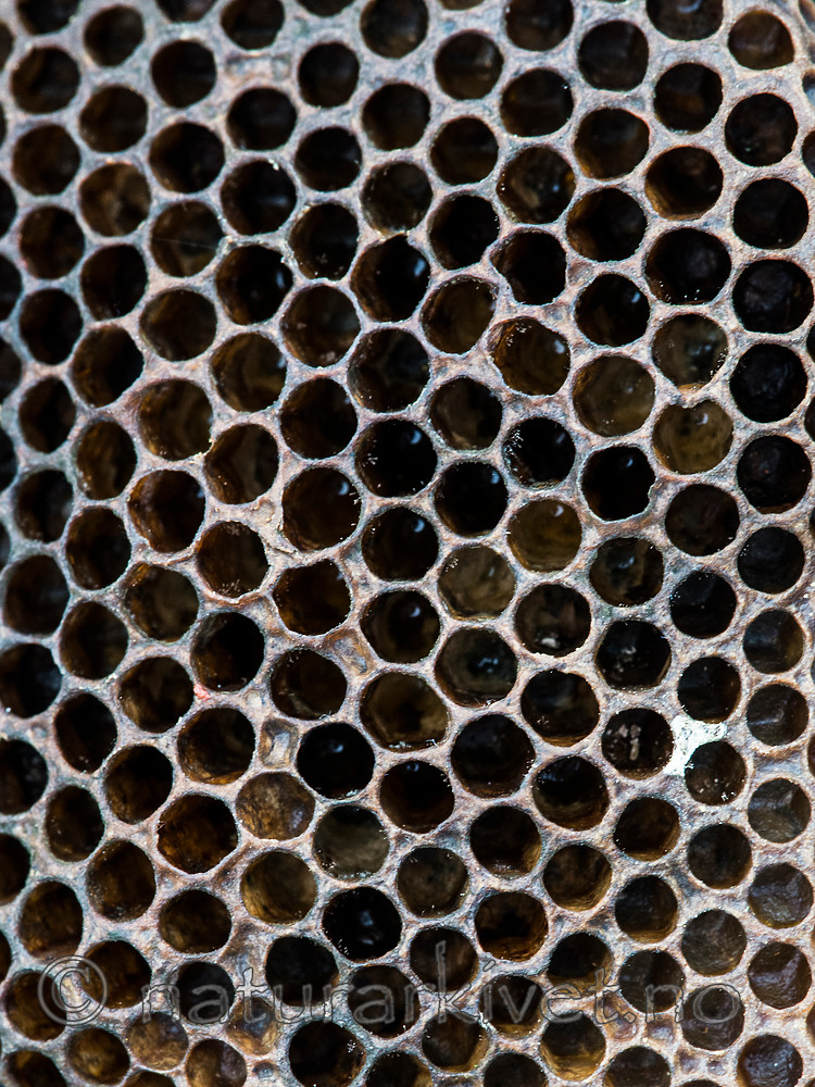 BB 14 0141 / Apis mellifera / Honningbie