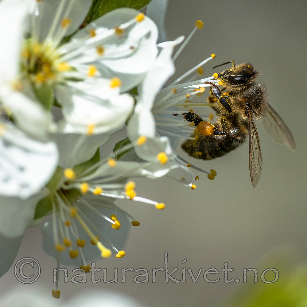 BB 14 0142 / Apis mellifera / Honningbie <br /> Prunus domestica / Plomme