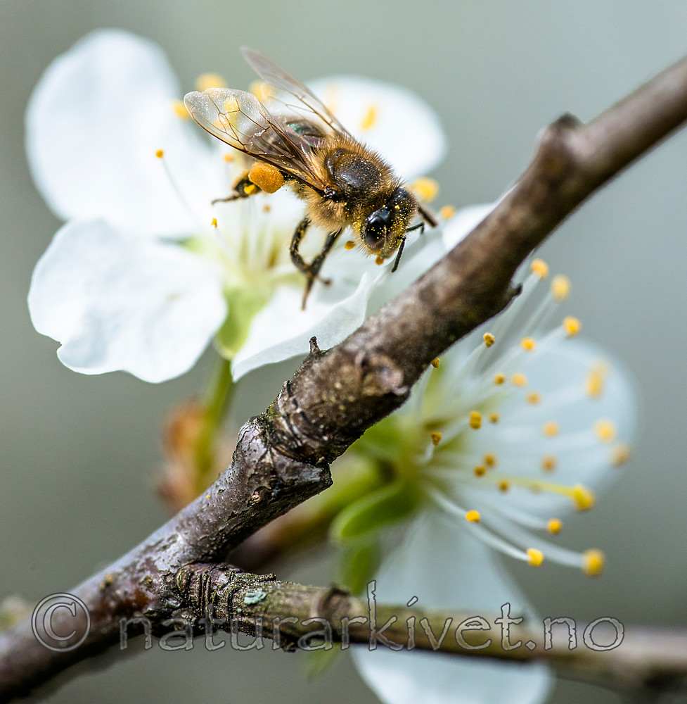 BB 14 0143 / Apis mellifera / Honningbie <br /> Prunus domestica / Plomme
