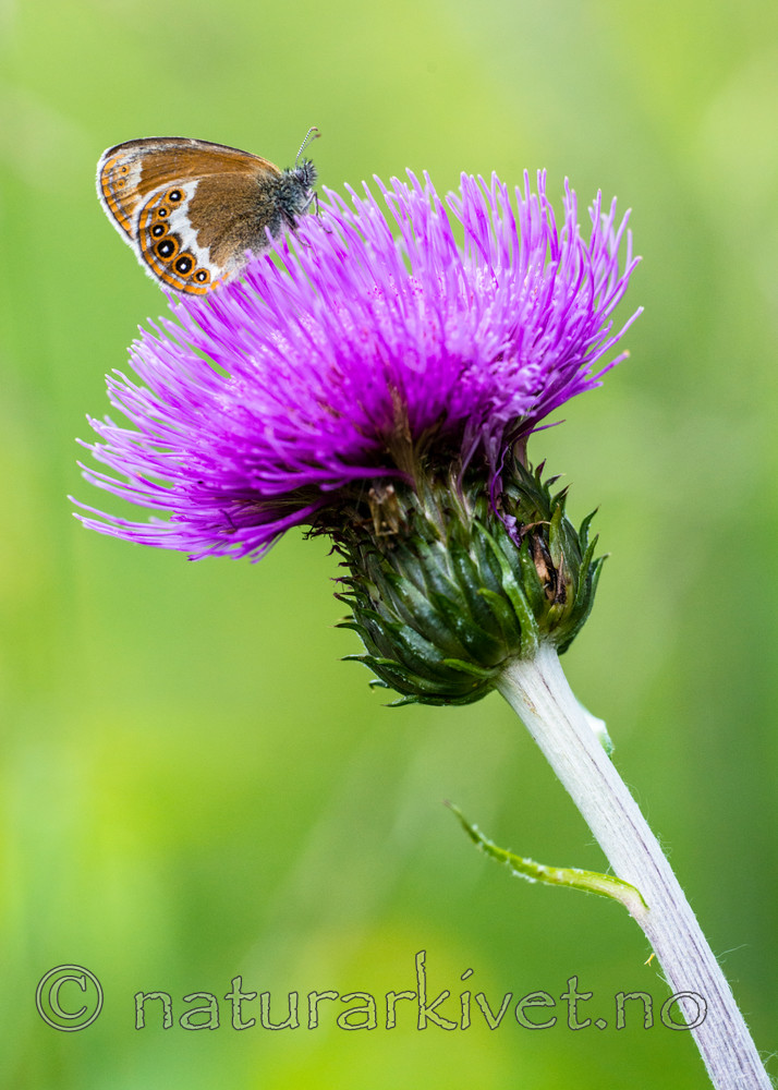 BB 14 0148 / Cirsium heterophyllum / Hvitbladtistel <br /> Coenonympha hero / Heroringvinge