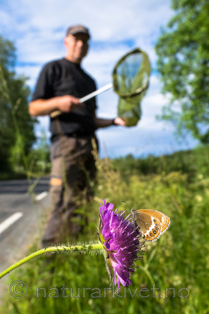 BB 14 0154 / Coenonympha hero / Heroringvinge <br /> Knautia arvensis / Rødknapp