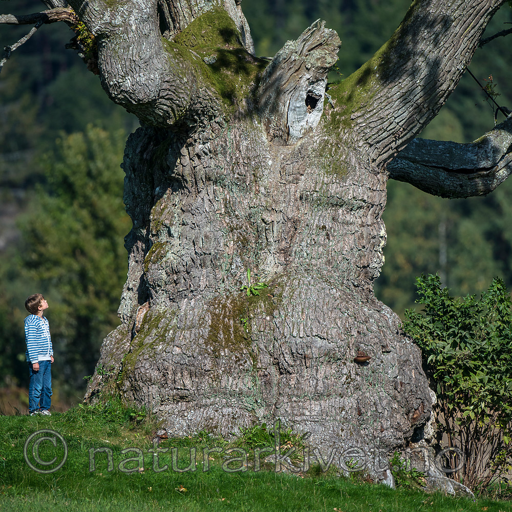 BB 14 0158 / Quercus robur / Sommereik