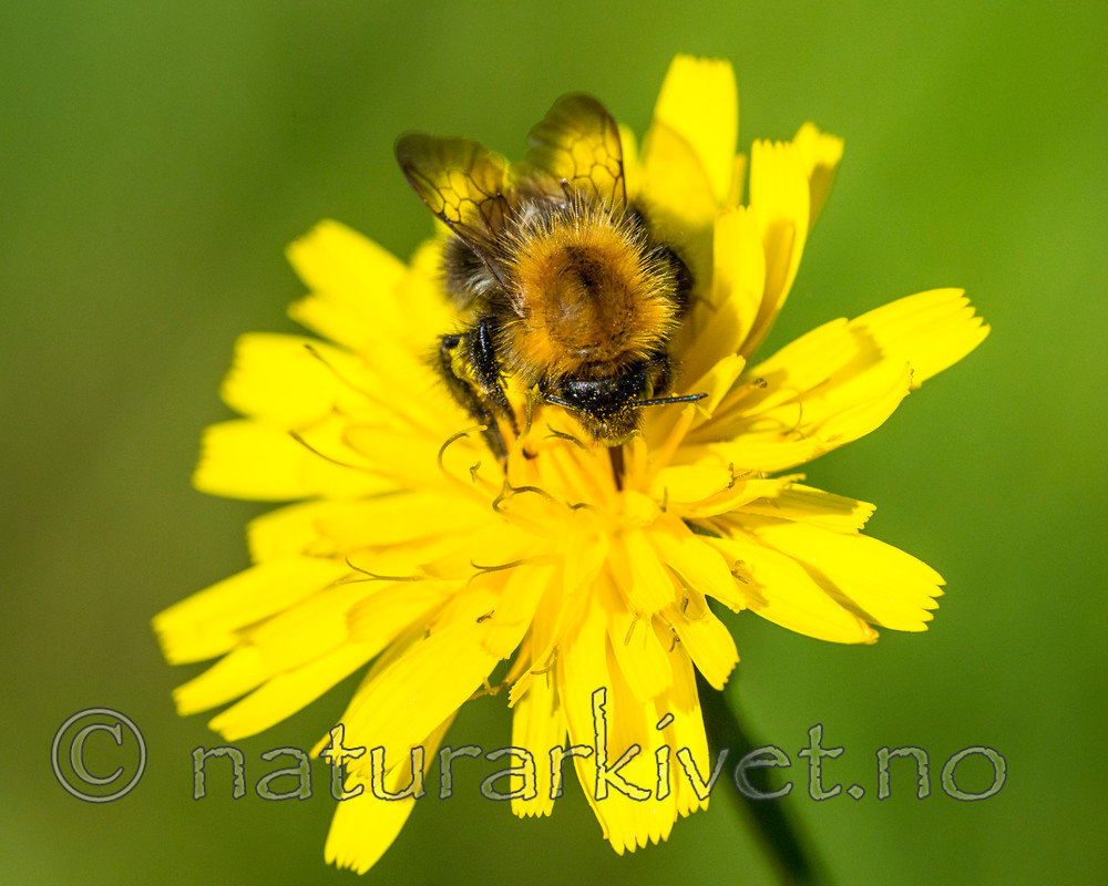BB 14 0165 / Bombus pascuorum / åkerhumle <br /> Scorzoneroides autumnalis / Føllblom