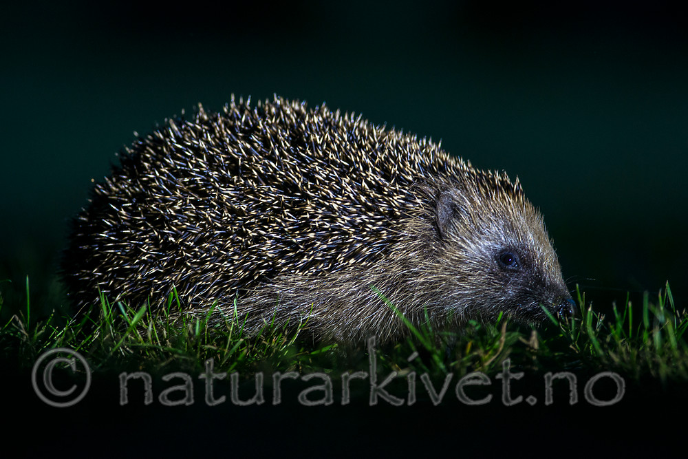 BB 14 0166 / Erinaceus europaeus / Piggsvin