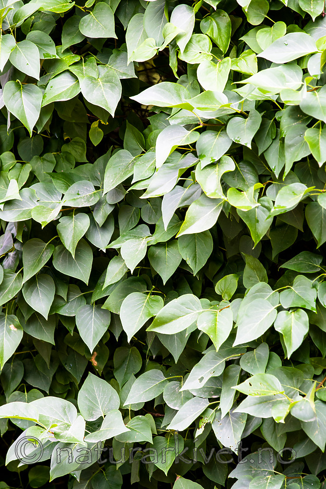 BB 14 0178 / Syringa vulgaris / Syrin