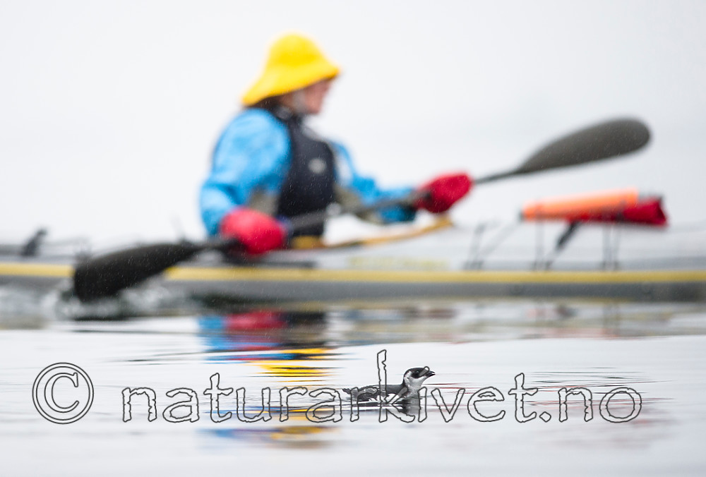 BB 14 0188 / Alle alle / Alkekonge