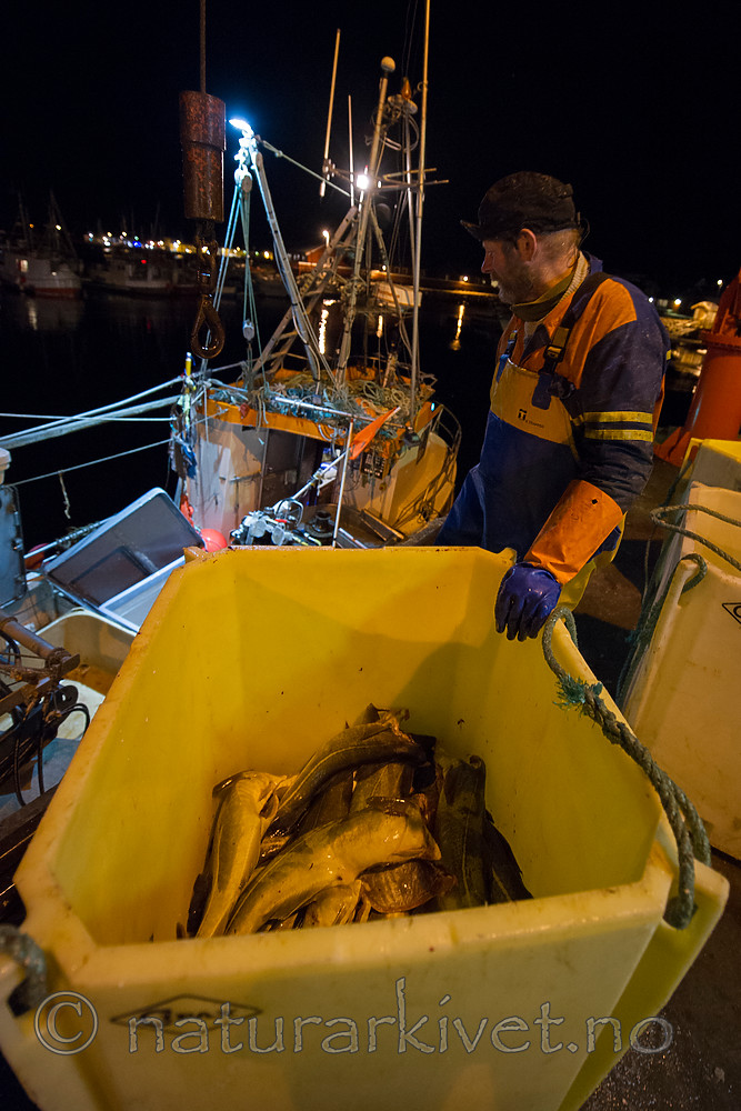 BB 14 0190 / Gadus morhua / Torsk