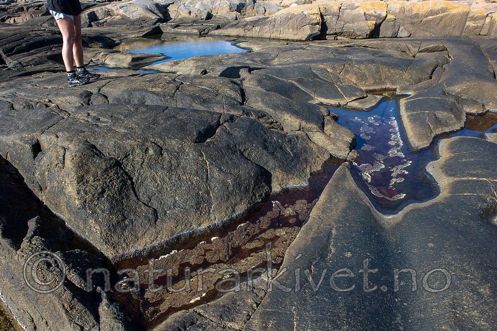 BB 14 0207 / Phymatolithon lenormandii / Slettrugl