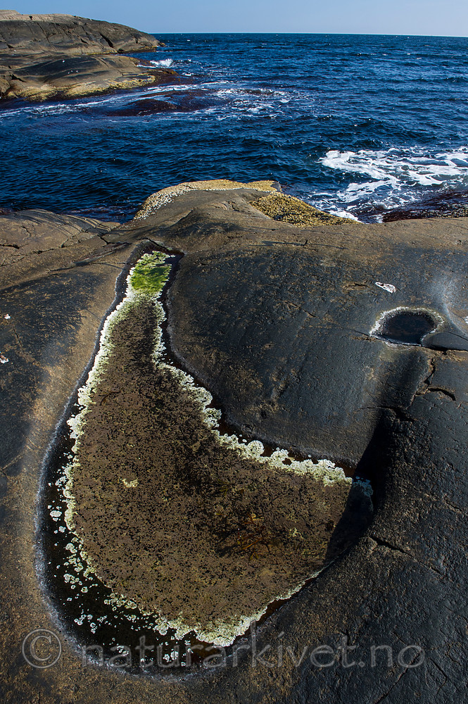 BB 14 0210 / Phymatolithon lenormandii / Slettrugl