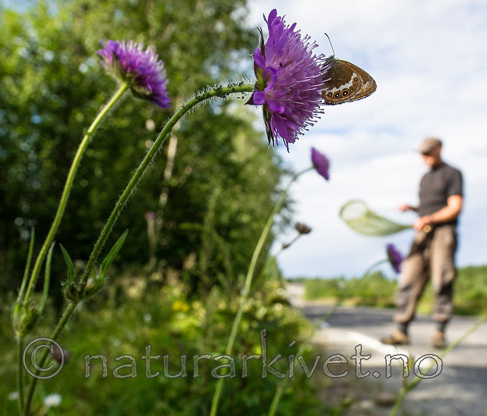 BB 14 0212 / Coenonympha hero / Heroringvinge <br /> Knautia arvensis / Rødknapp