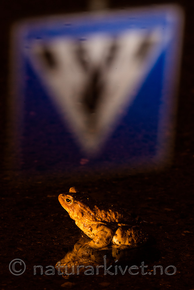 BB 14 0219 / Bufo bufo / Nordpadde