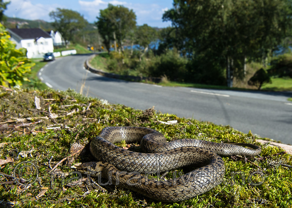 BB 14 0228 / Coronella austriaca / Slettsnok