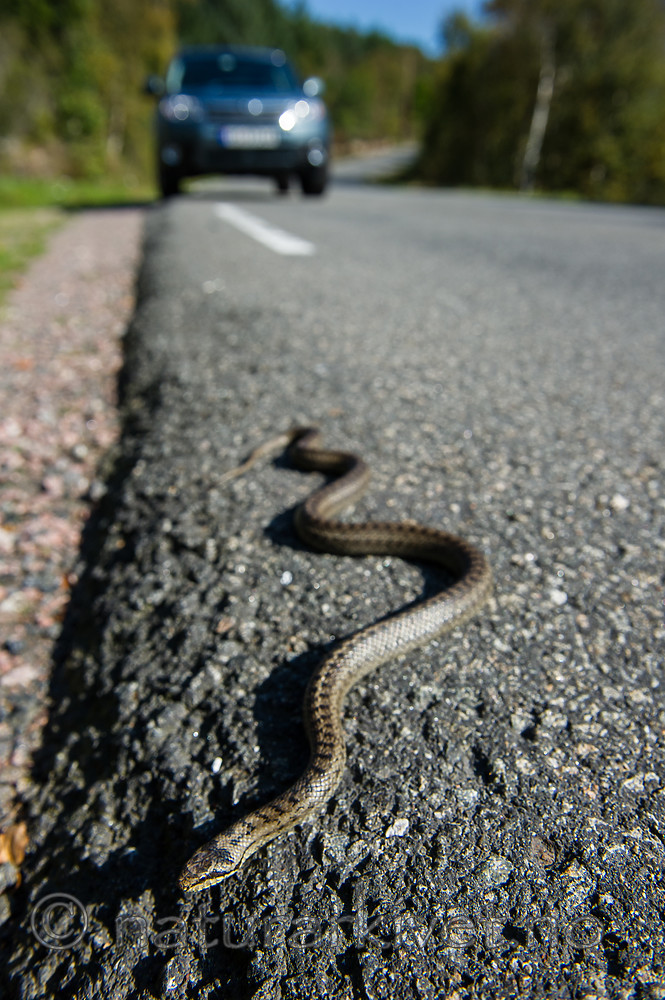 BB 14 0229 / Coronella austriaca / Slettsnok