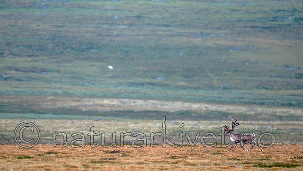 BB 14 0233 / Rangifer tarandus / Rein