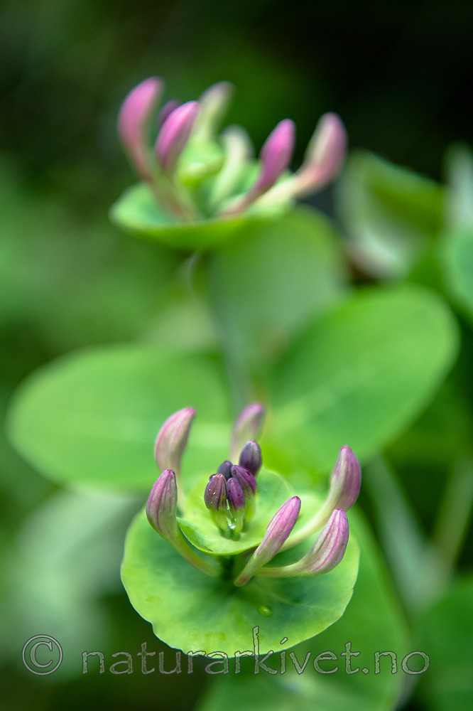 BB 14 0236 / Lonicera caprifolium / Kaprifol