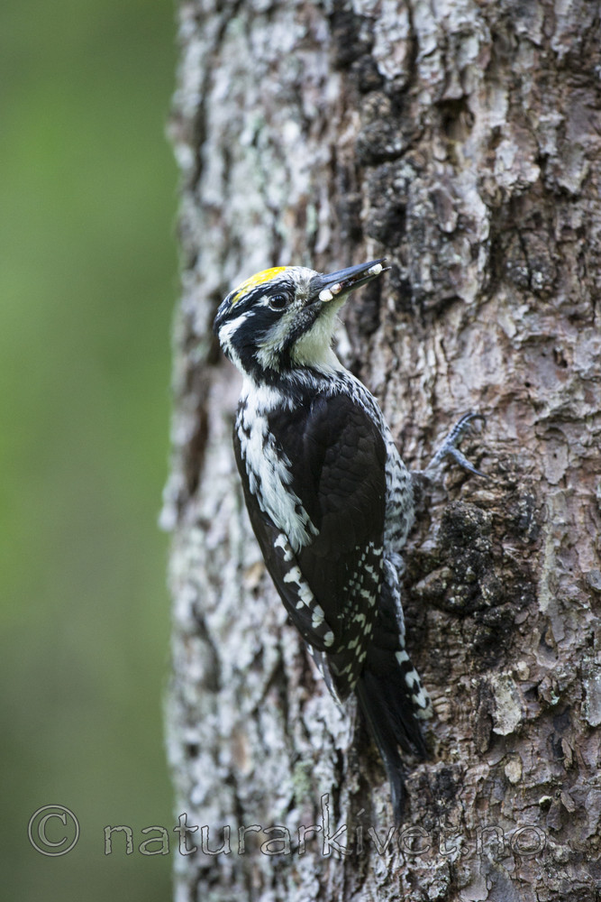 BB 14 0238 / Picoides tridactylus / Tretåspett