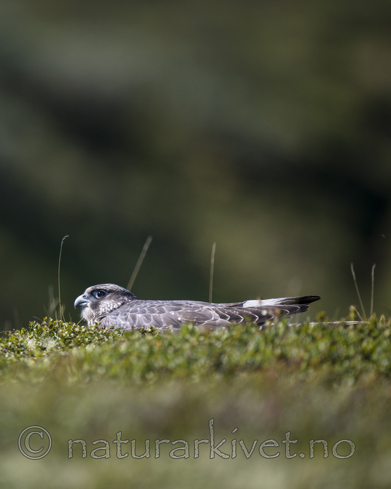 BB 14 0264 / Falco rusticolus / Jaktfalk