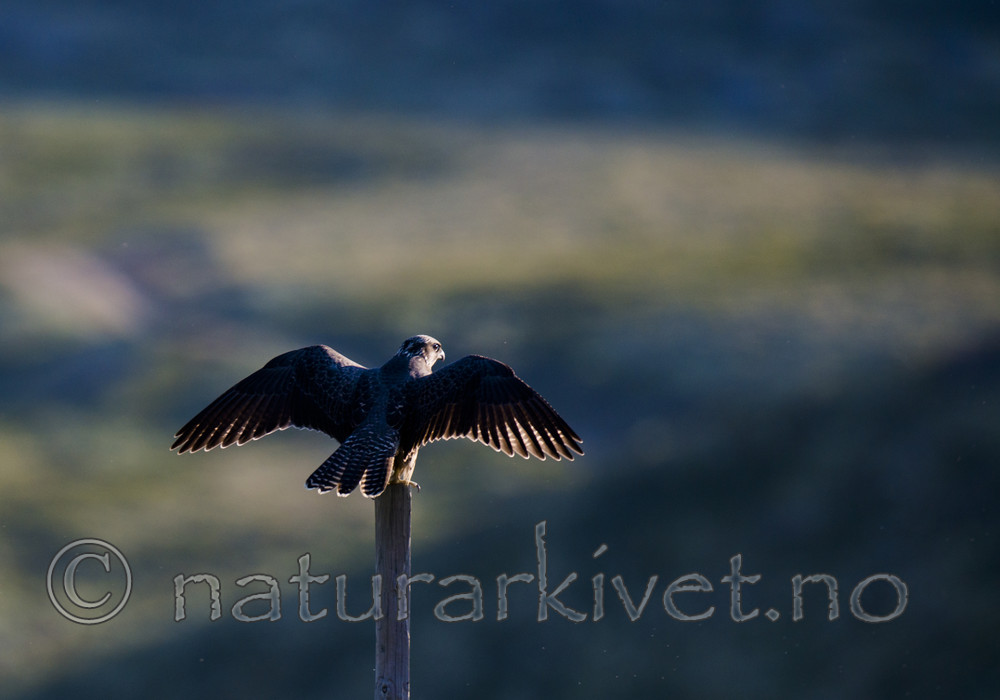 BB 14 0265 / Falco rusticolus / Jaktfalk