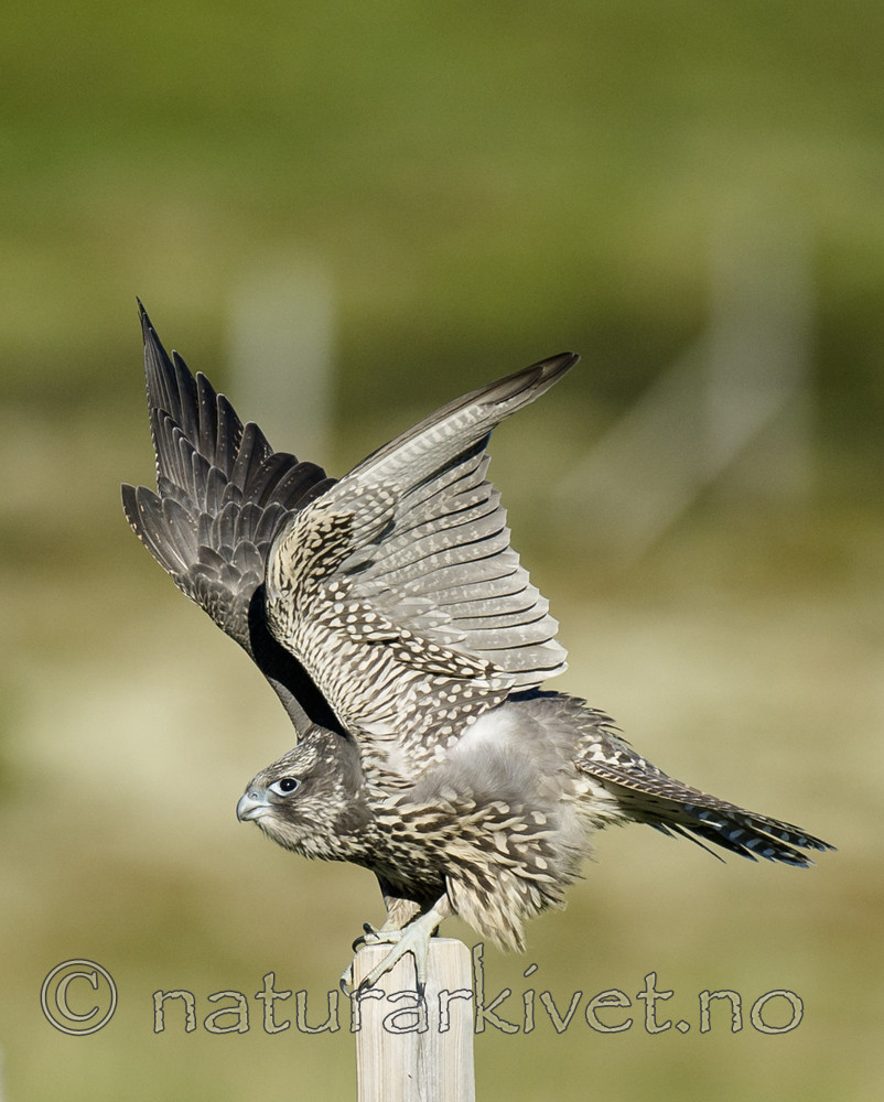 BB 14 0268 / Falco rusticolus / Jaktfalk