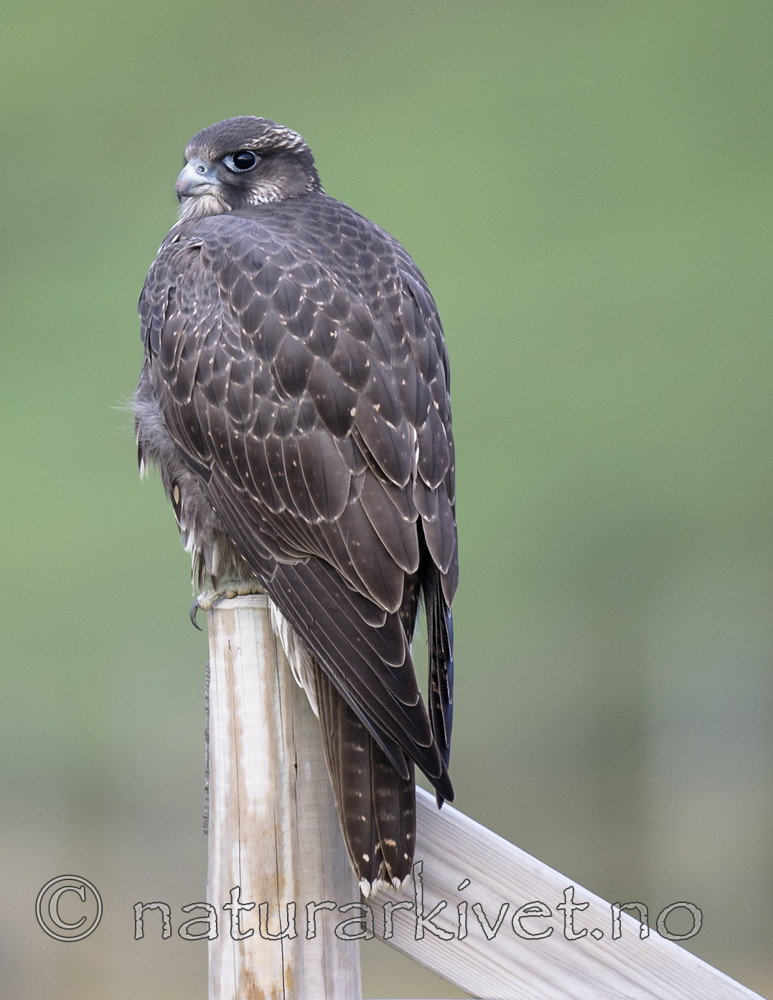 BB 14 0269 / Falco rusticolus / Jaktfalk