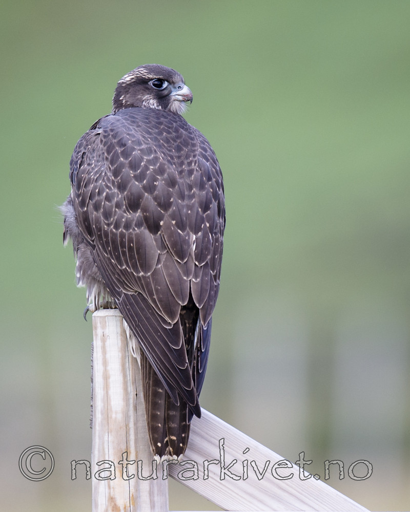 BB 14 0270 / Falco rusticolus / Jaktfalk