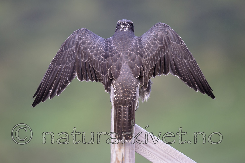 BB 14 0271 / Falco rusticolus / Jaktfalk